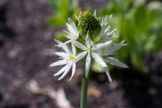 Leichtlin-Prärielilie (Camassia leichtlinii)