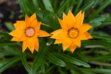 Mittagsgoldblume
