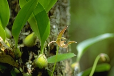 Orchids