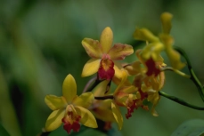 orchid-09