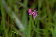 orchid-02