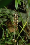 orchid-03