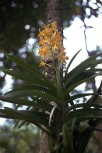 orchid-04
