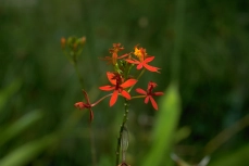 orchid-05