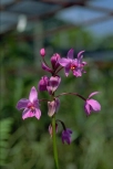 orchid-06