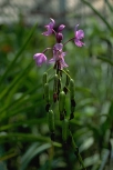 orchid-07
