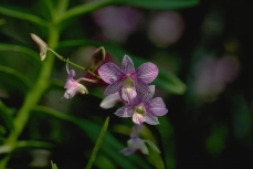 orchid-08