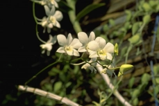 orchid-1